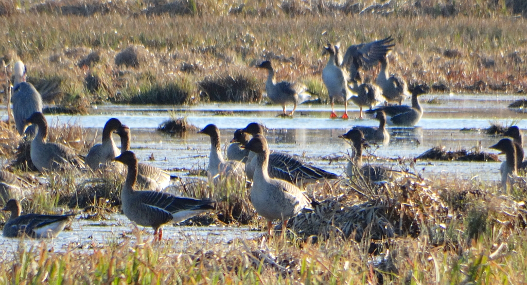 Gęś zbożowa, posiewnica (Anser fabalis)