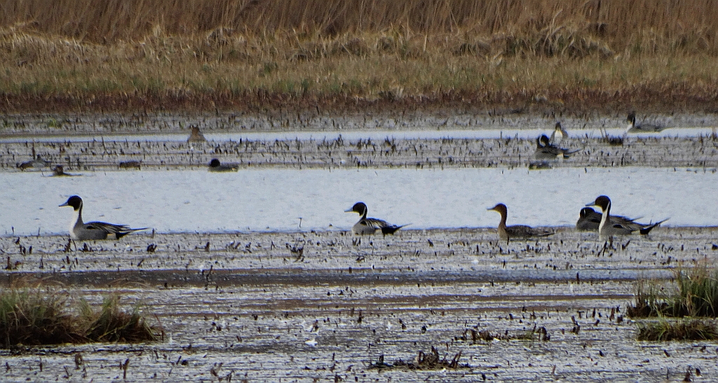 Rożeniec zwyczajny, rożeniec (Anas acuta)