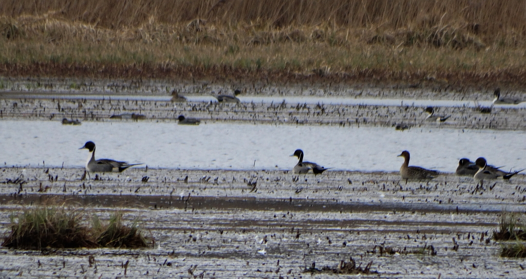 Rożeniec zwyczajny, rożeniec (Anas acuta)