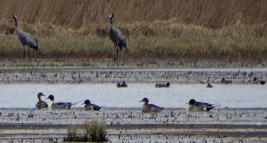 Rożeniec zwyczajny, rożeniec (Anas acuta)