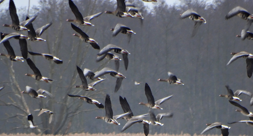 Gęś białoczelna (Anser albifrons)