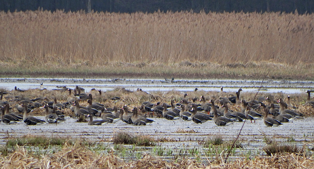 Gęś białoczelna (Anser albifrons)