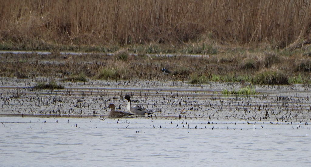 Rożeniec zwyczajny, rożeniec (Anas acuta)
