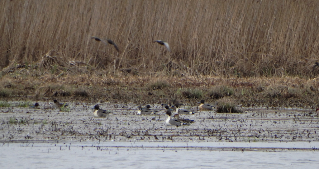 Rożeniec zwyczajny, rożeniec (Anas acuta)