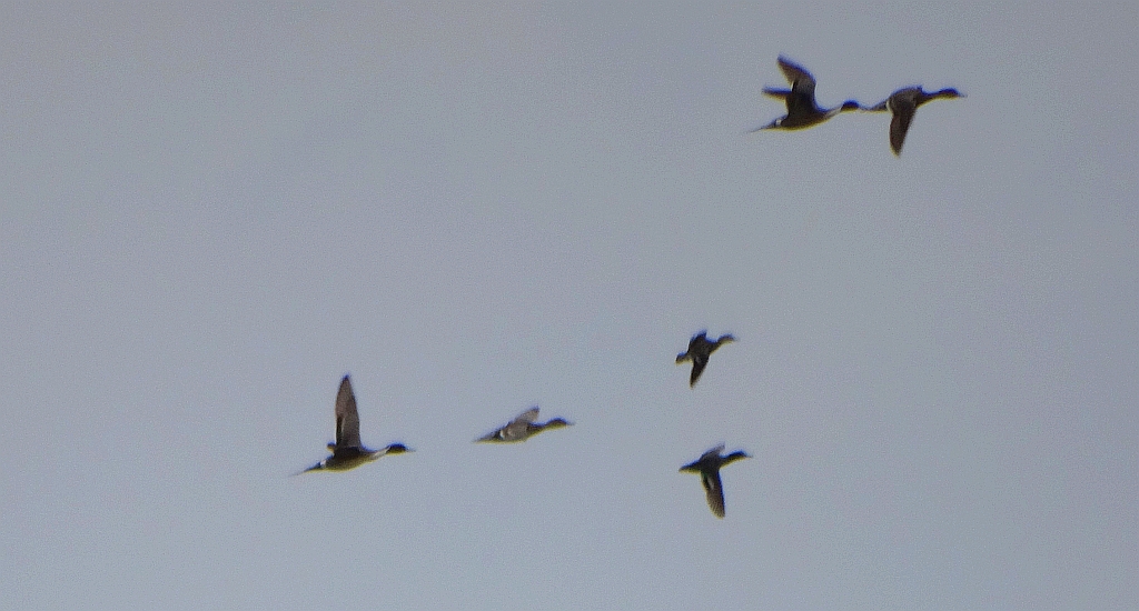 Rożeniec zwyczajny, rożeniec (Anas acuta)