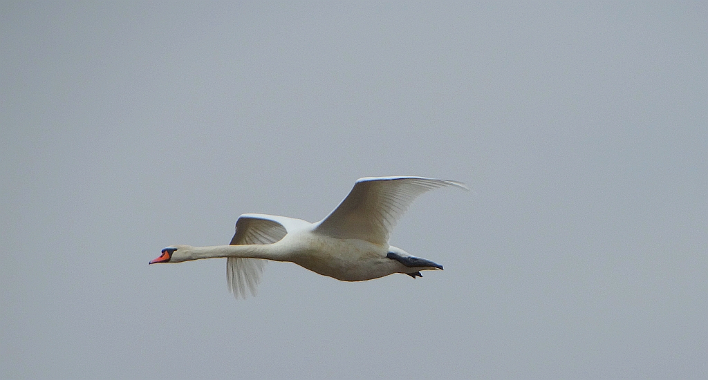 Łabędź niemy (Cygnus olor)