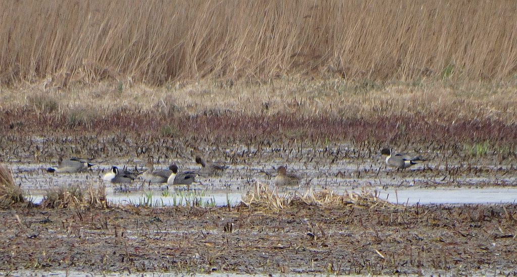 Rożeniec zwyczajny, rożeniec (Anas acuta)