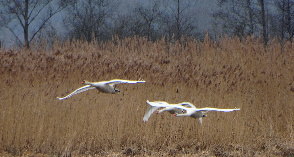 Łabędź niemy (Cygnus olor)