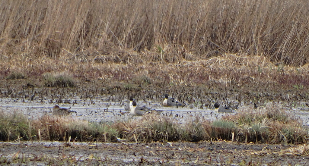Rożeniec zwyczajny, rożeniec (Anas acuta)