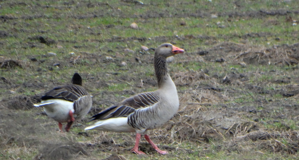 Gęgawa, gęś gęgawa (Anser anser)