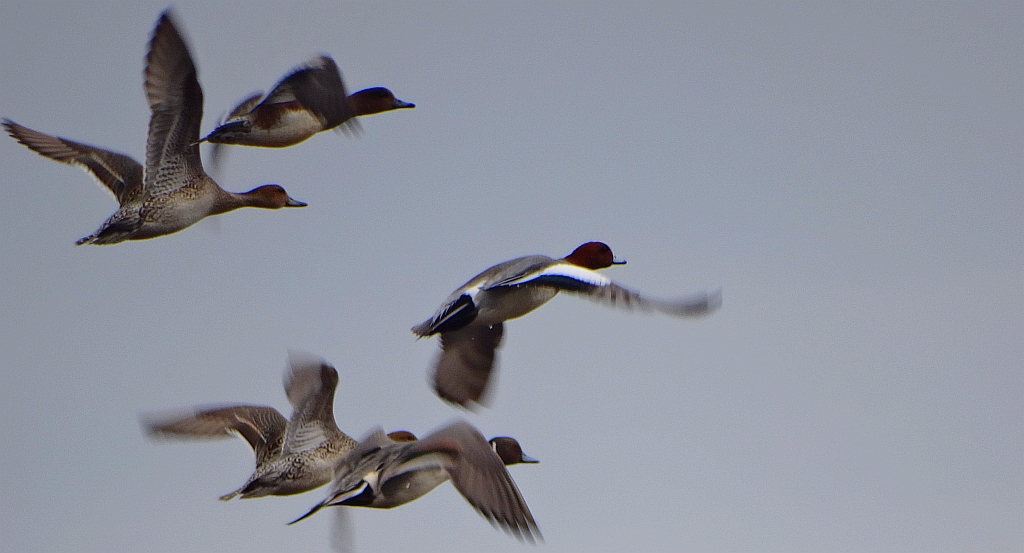 Rożeniec zwyczajny, rożeniec (Anas acuta) i świstun zwyczajny, świstun (Mareca penelope)