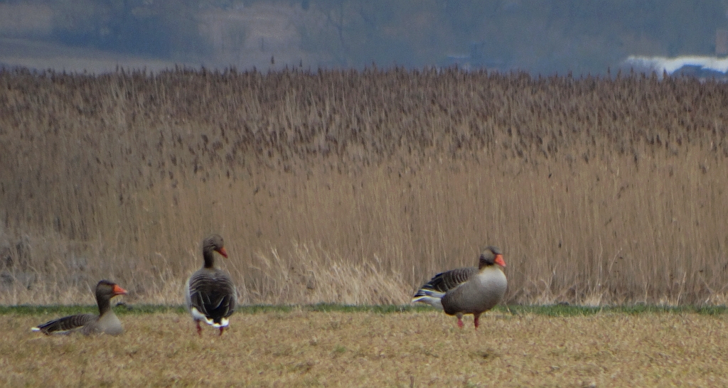 Gęgawa, gęś gęgawa (Anser anser)