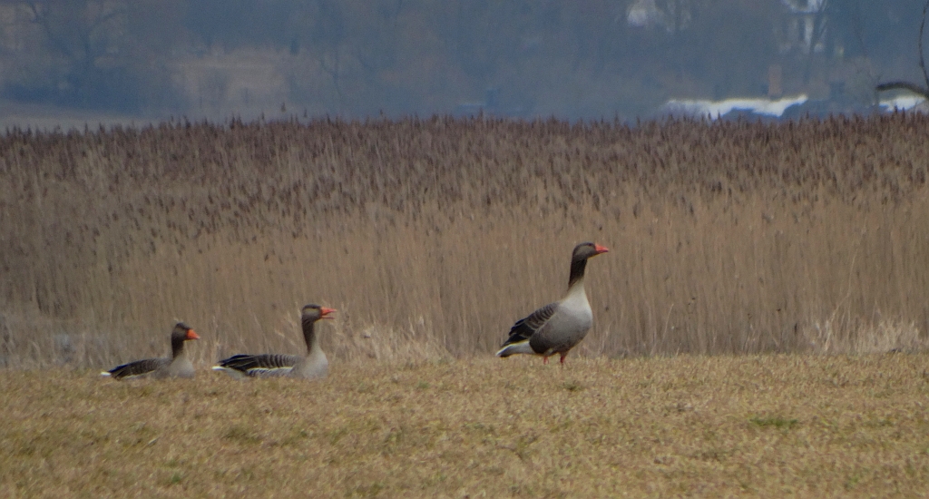 Gęgawa, gęś gęgawa (Anser anser)