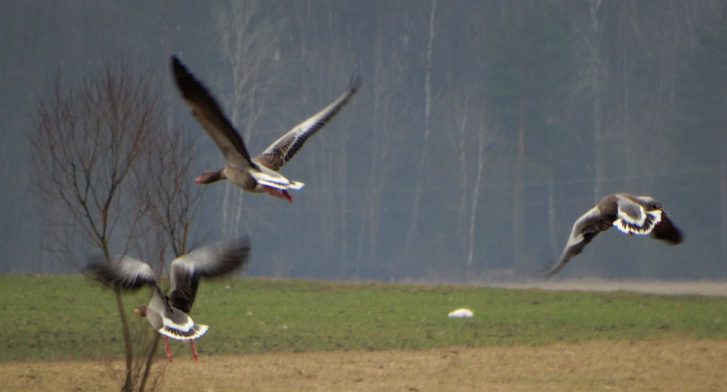 Gęgawa, gęś gęgawa (Anser anser)