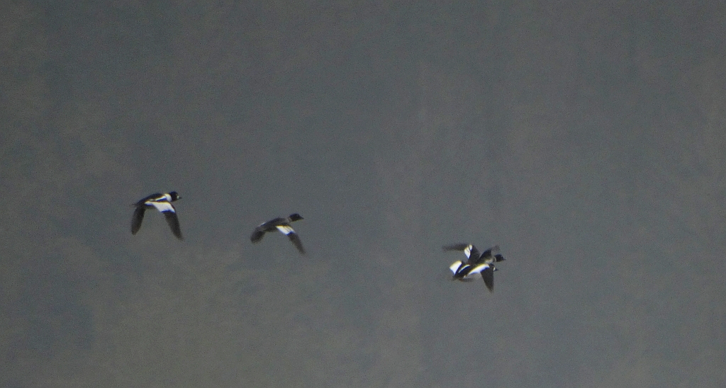 Gągoł, gągoł krzykliwy (Bucephala clangula)