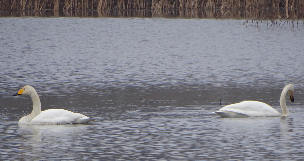 Łabędź krzykliwy (Cygnus cygnus)