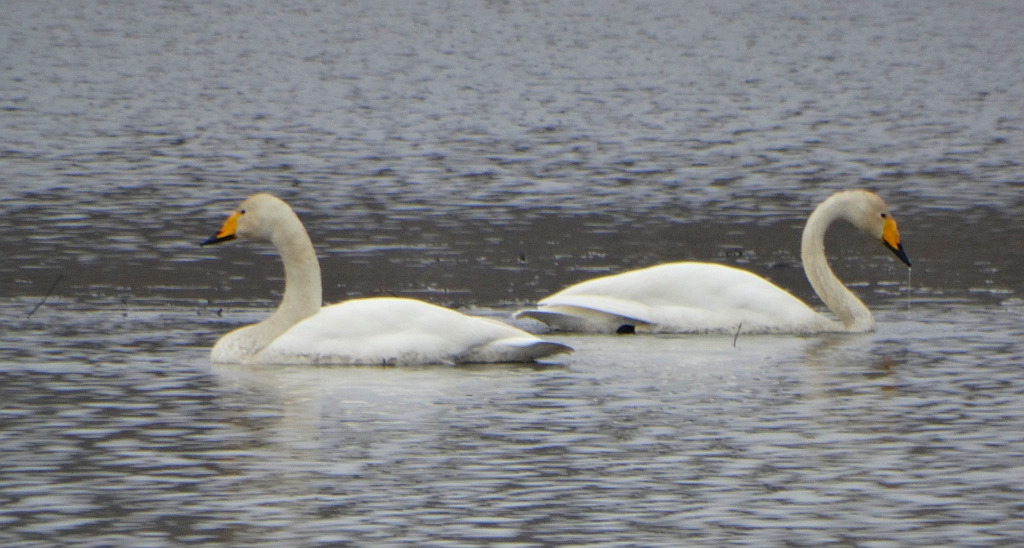 Łabędź krzykliwy (Cygnus cygnus)