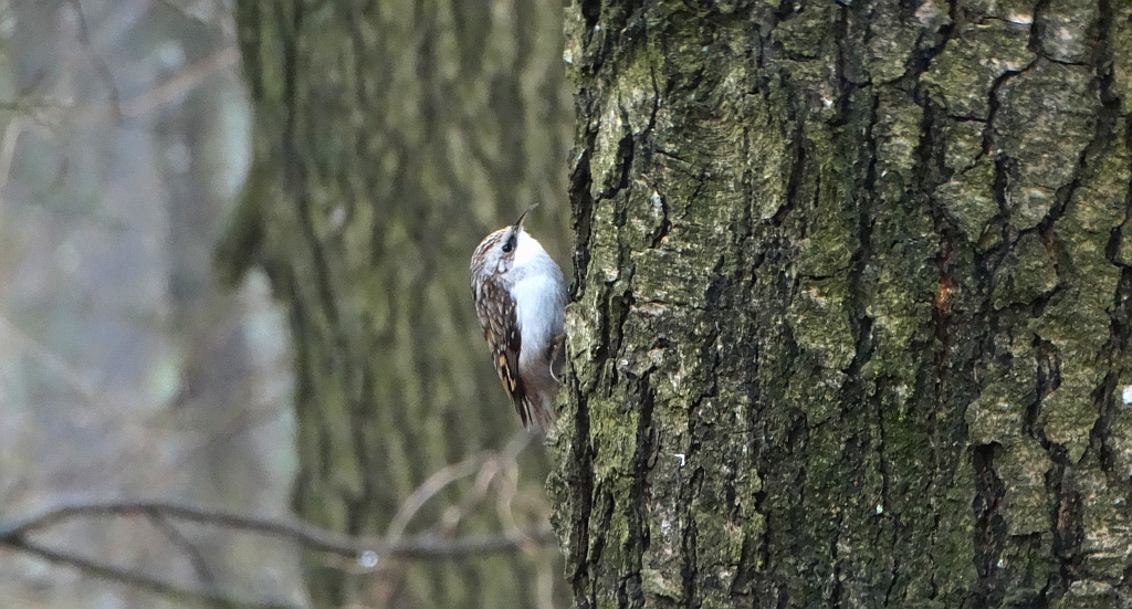 Pełzacz leśny (Certhia familiaris)