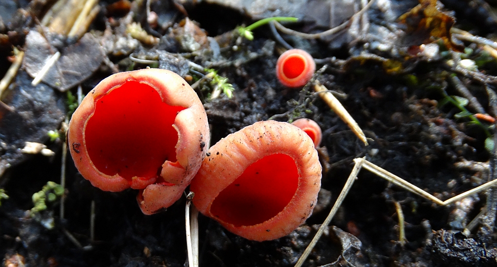 Czarka szkarłatna (Sarcoscypha coccinea)