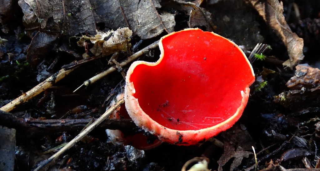 Czarka szkarłatna (Sarcoscypha coccinea)