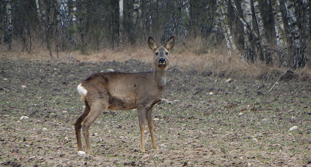 Sarna (Capreolus capreolus)