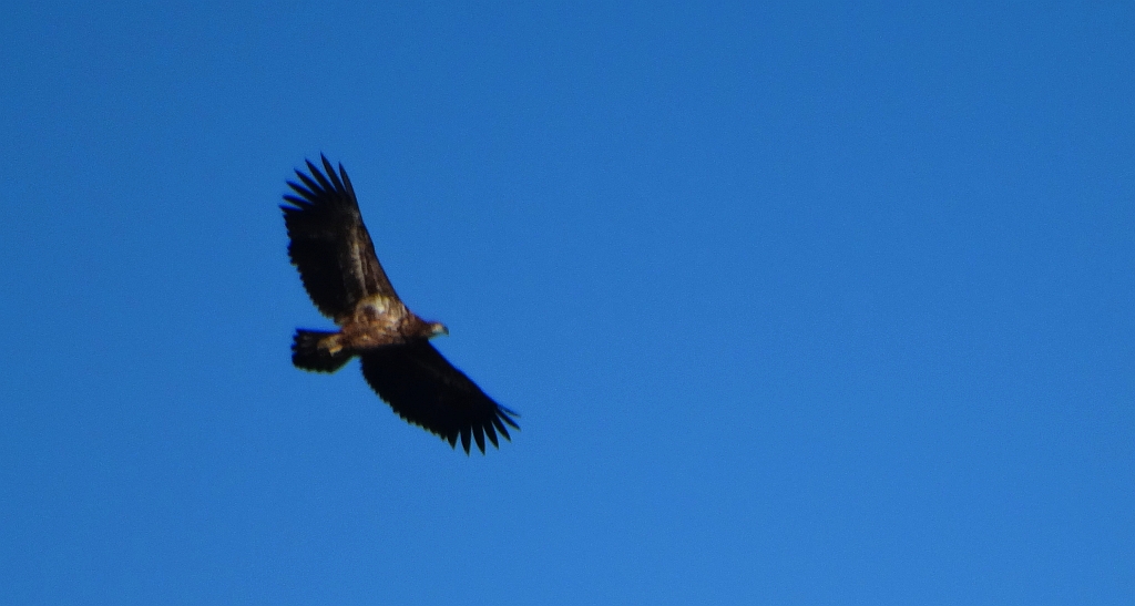 Bielik zwyczajny, bielik (Haliaeetus albicilla)