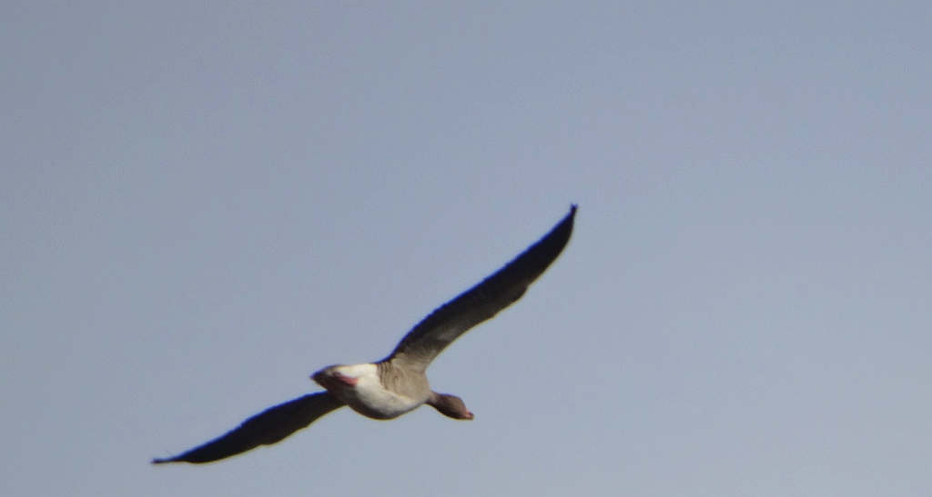 Gęgawa, gęś gęgawa (Anser anser)