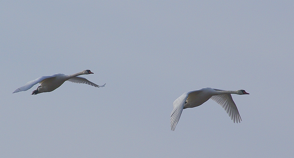 Łabędź niemy (Cygnus olor)