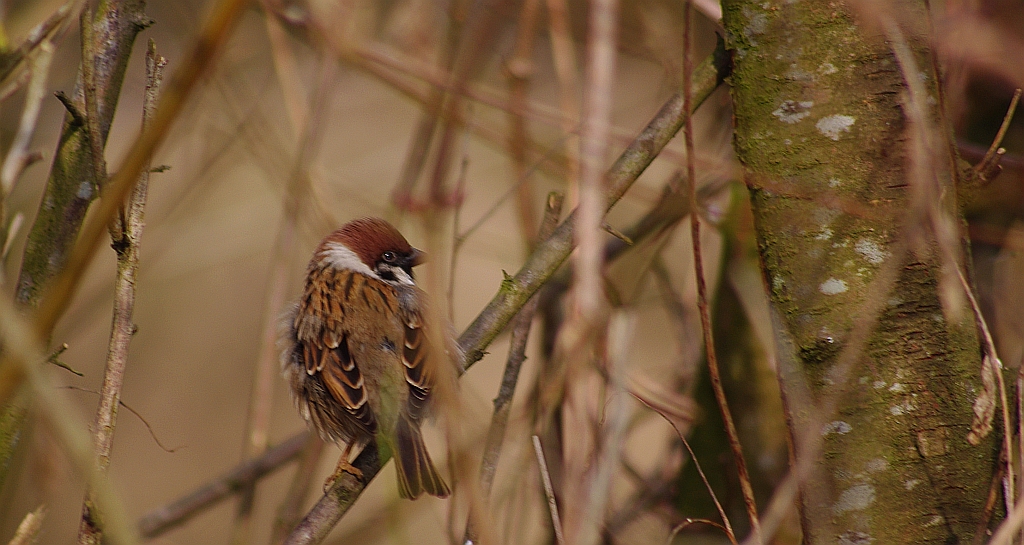Mazurek, wróbel mazurek, wróbel polny (Passer montanus)