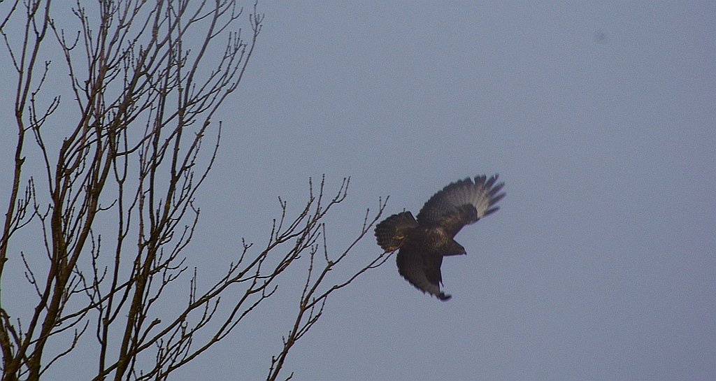 Myszołów zwyczajny, myszołów (Buteo buteo)