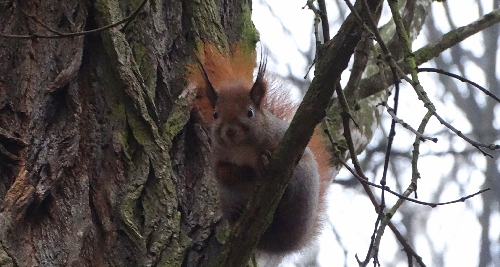 Wiewiórka pospolita, wiewiórka ruda (Sciurus vulgaris)