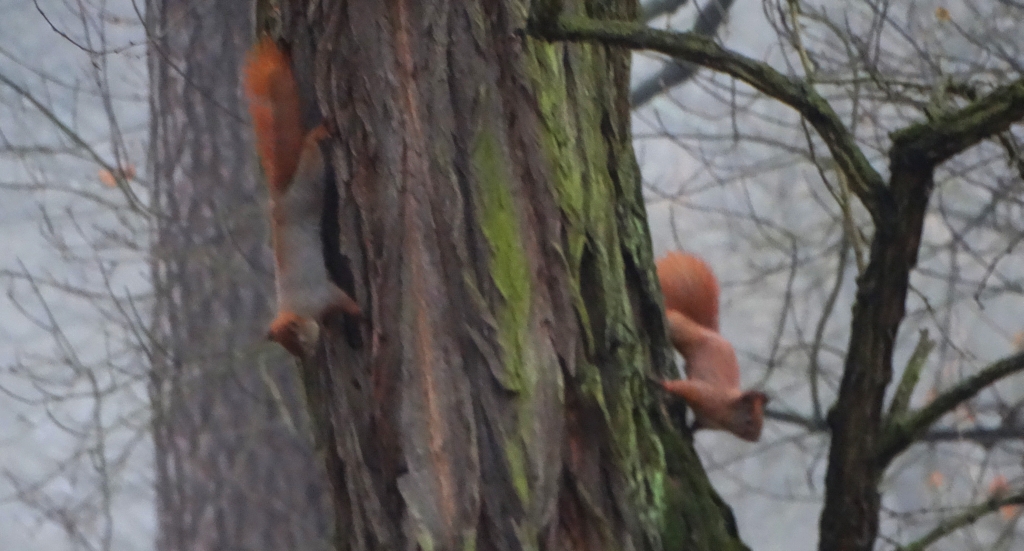 Wiewiórka pospolita, wiewiórka ruda (Sciurus vulgaris)