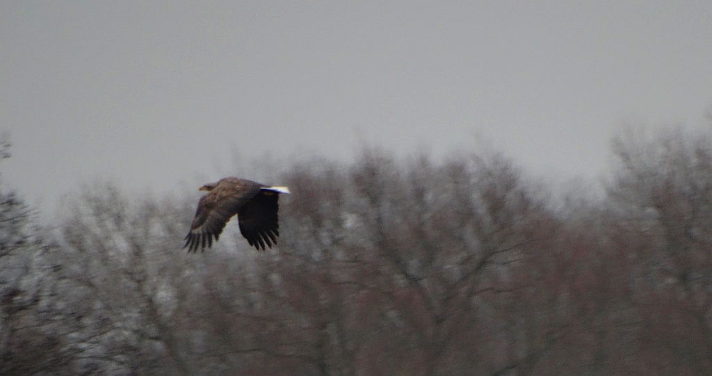 Bielik zwyczajny, bielik (Haliaeetus albicilla)