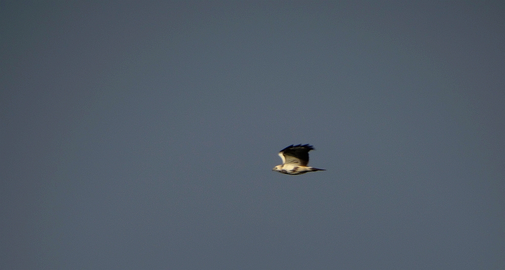 Myszołów włochaty (Buteo lagopus)