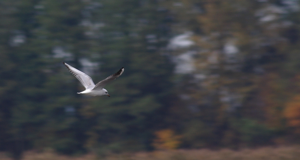 Mewa śmieszka, śmieszka (Chroicocephalus ridibundus)