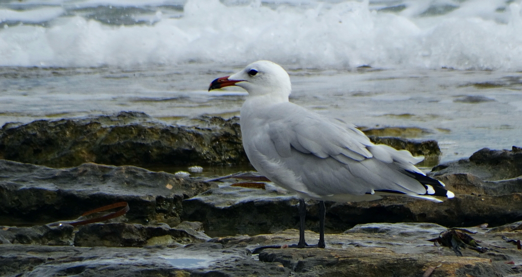 Mewa śródziemnomorska (Ichthyaetus audouinii)