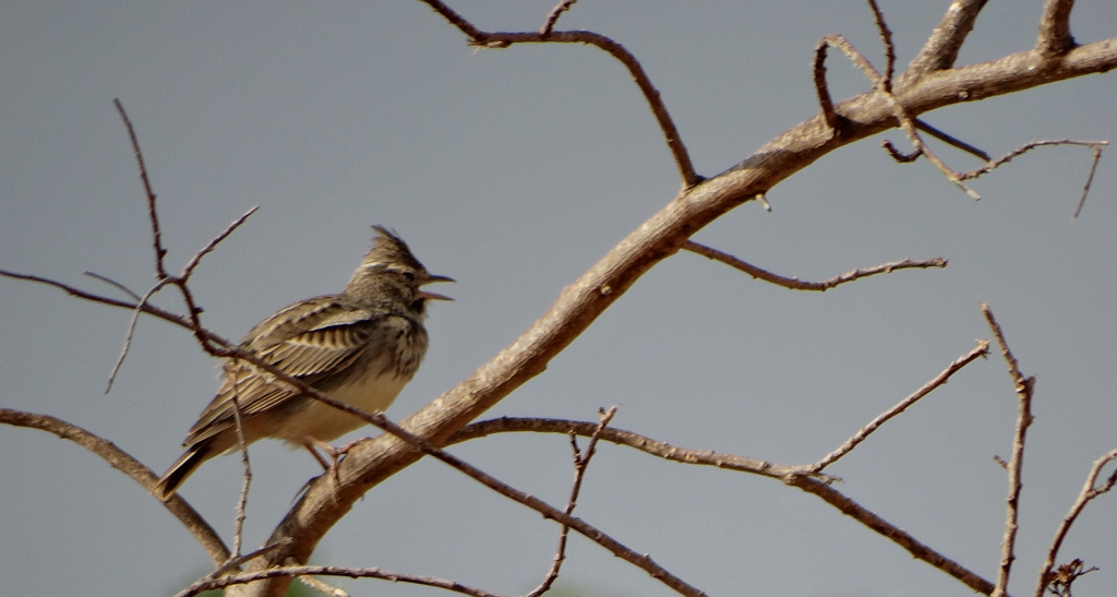 Dzierlatka iberyjska (Galerida theklae)