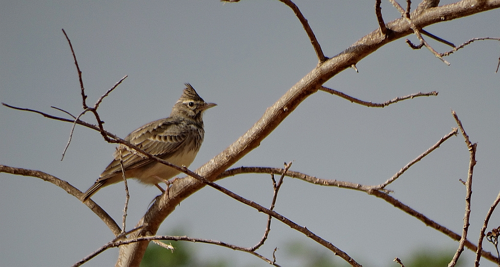 Dzierlatka iberyjska (Galerida theklae)