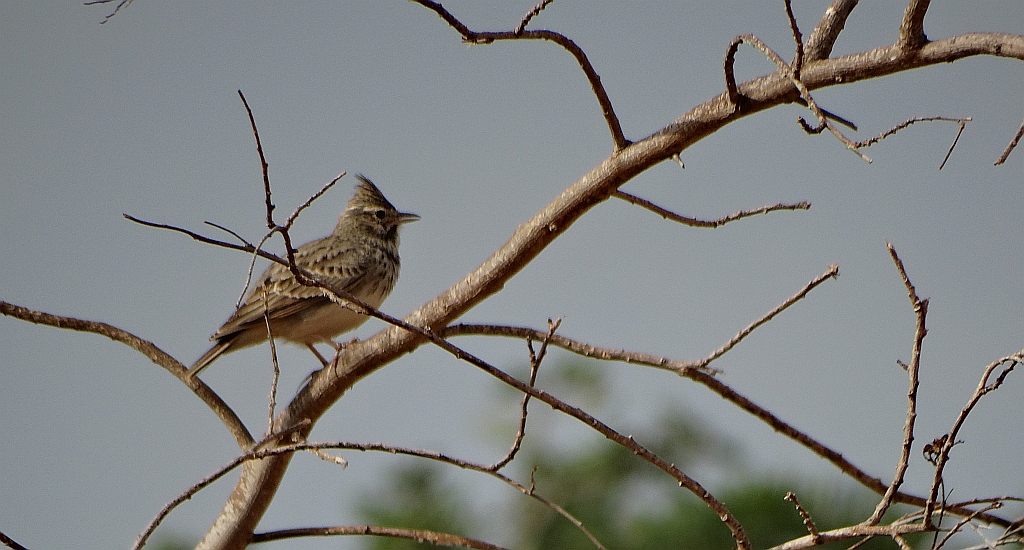Dzierlatka iberyjska (Galerida theklae)
