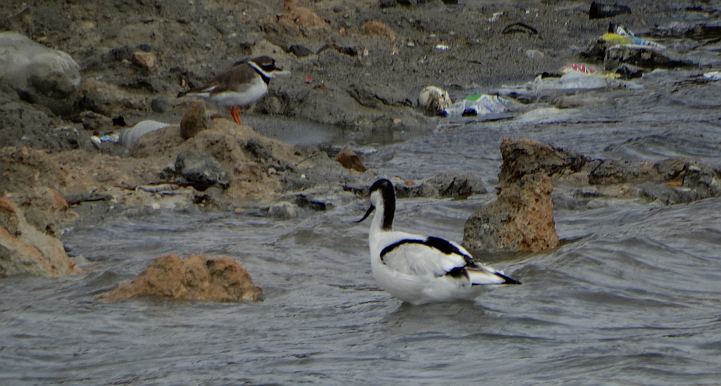 Szablodziób zwyczajny, szablodziób (Recurvirostra avosetta)