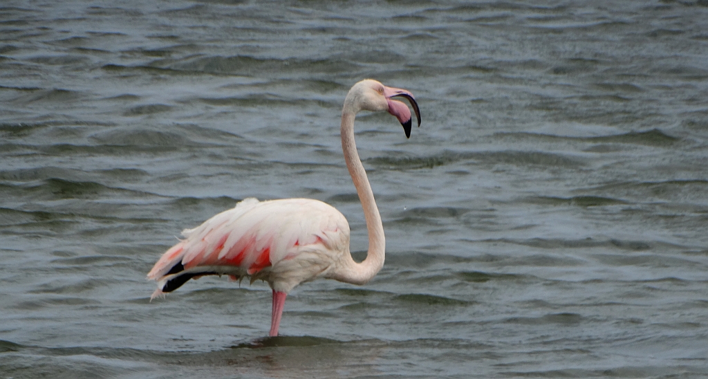 Flaming różowy (Phoenicopterus roseus)