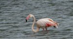 Flaming różowy (Phoenicopterus roseus)