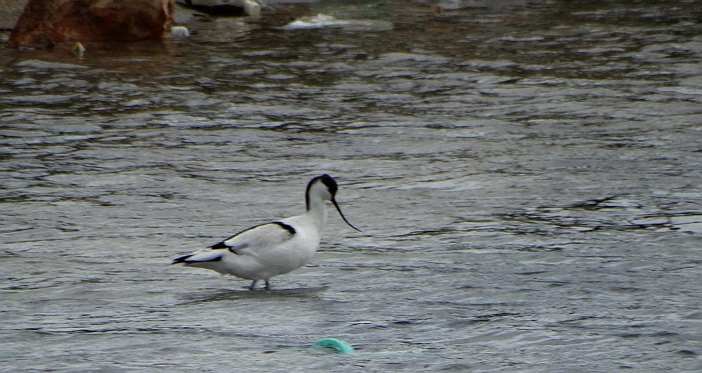Szablodziób zwyczajny, szablodziób (Recurvirostra avosetta)