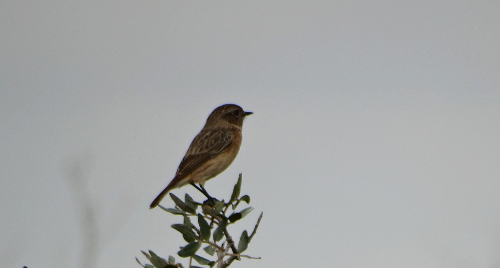 Kląskawka zwyczajna, kląskawka (Saxicola rubicola)