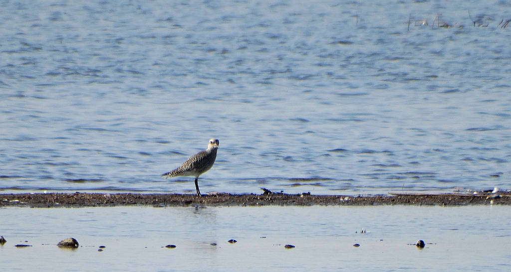 Siewnica (Pluvialis squatarola)