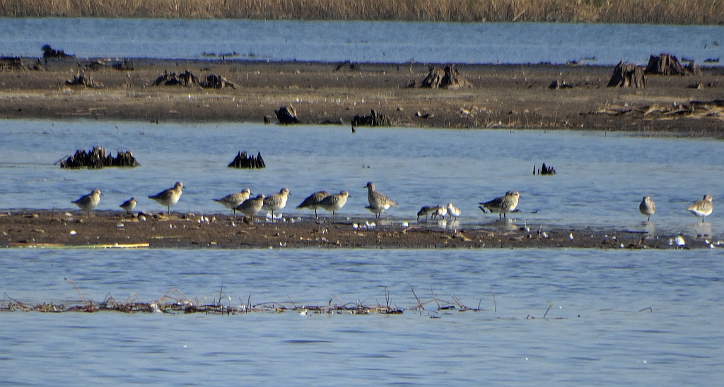 Siewnica (Pluvialis squatarola)