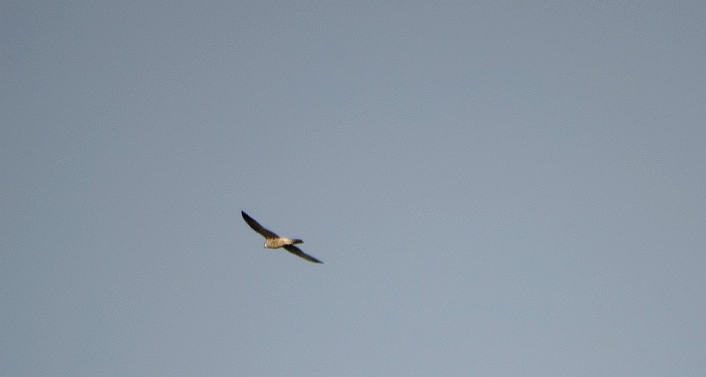 Kobuz, sokół kobuz, sokół leśny, sokolik drzewiec (Falco subbuteo)