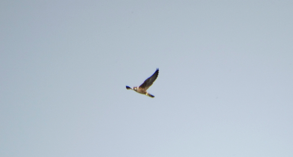 Kobuz, sokół kobuz, sokół leśny, sokolik drzewiec (Falco subbuteo)