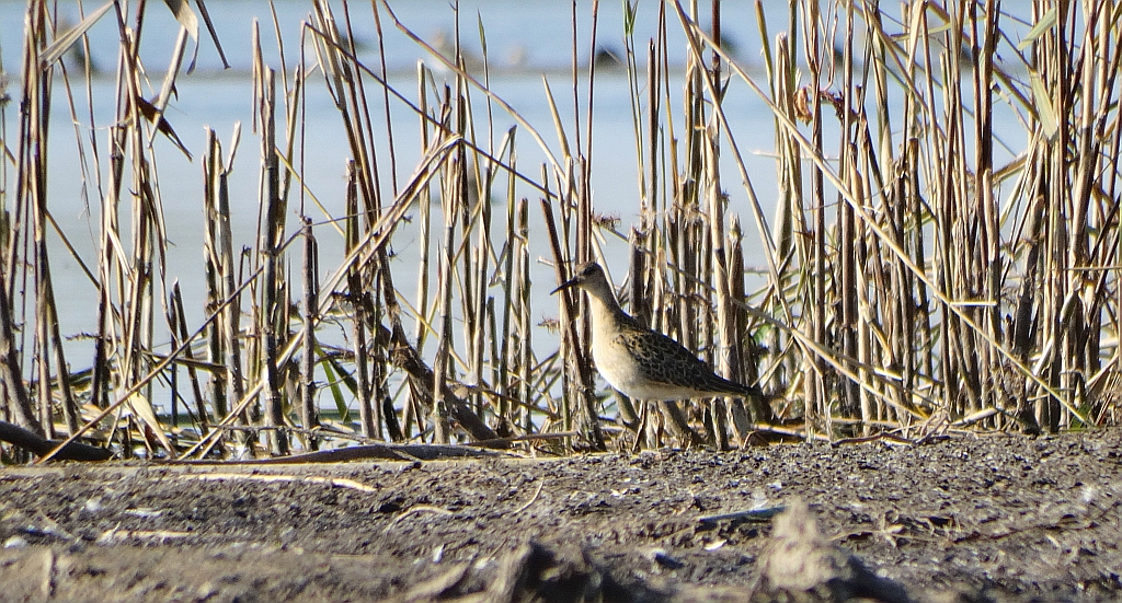 Batalion, bojownik batalion, bojownik zmienny, biegus bojownik, bojownik odmienny (Calidris pugnax)