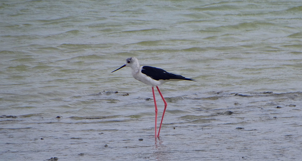 Szczudłak zwyczajny (Himantopus himantopus)